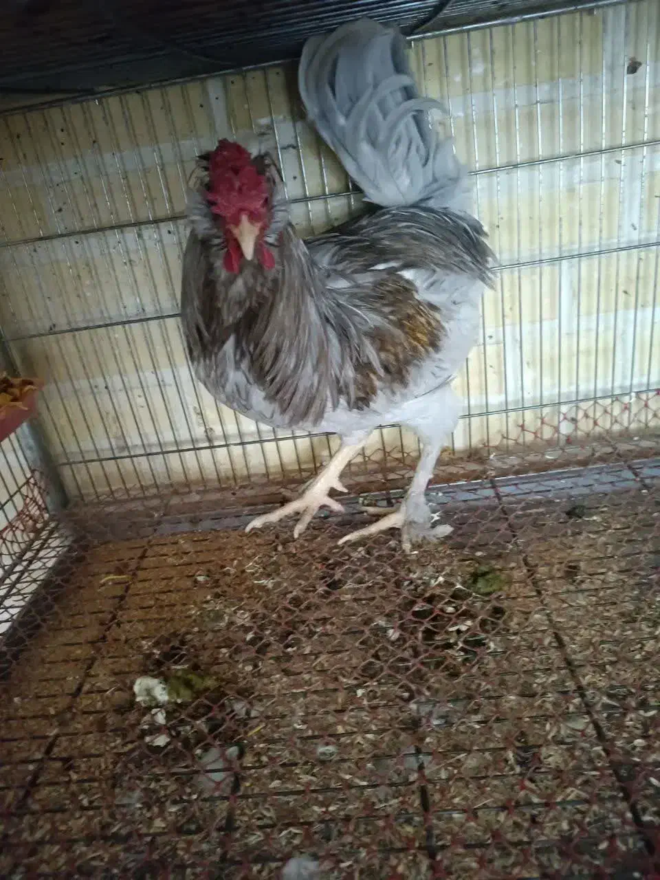 خروس محلی|حیوانات مزرعه|هشتگرد, شهرک وحدت|دیوار