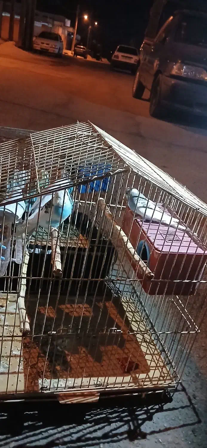 مرغ عشق|پرنده|امیدیه, |دیوار