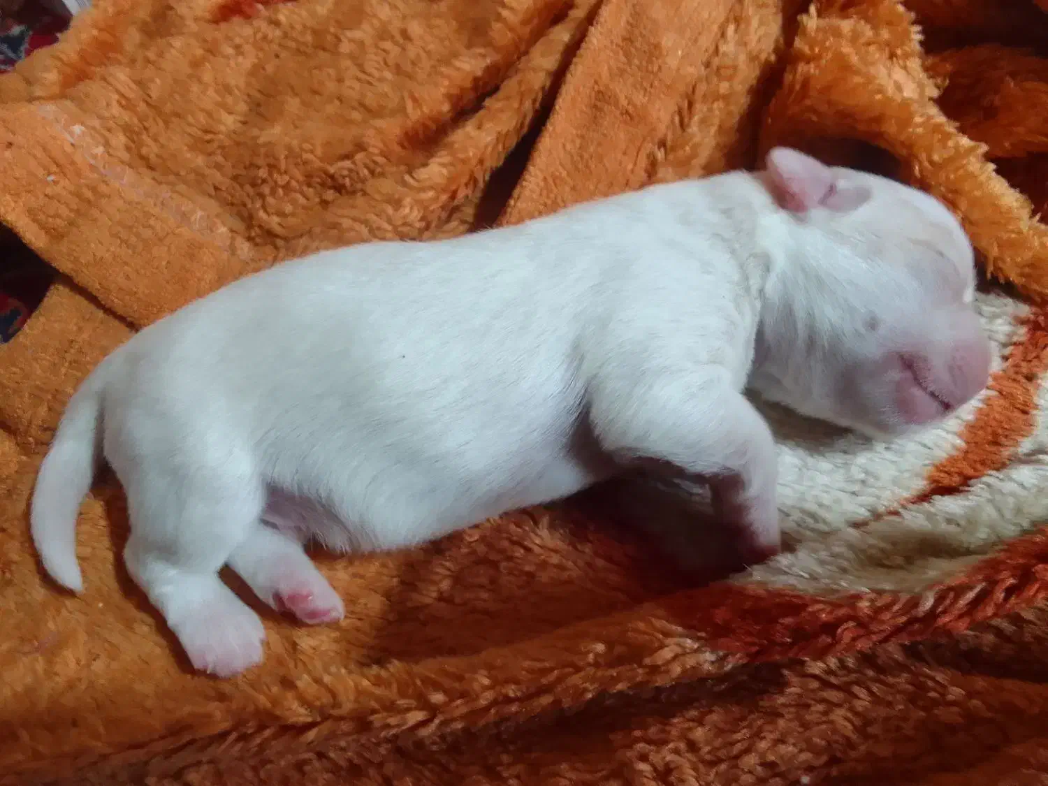 سگ شیتزو جنسیت نر|سگ|ری, اقدسیه|دیوار