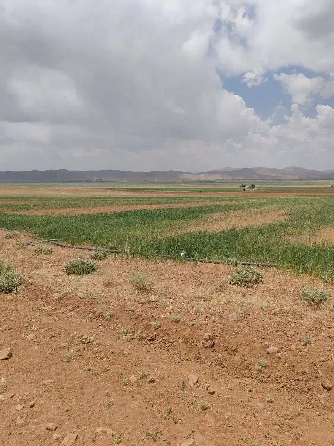 زمین کشاورزی|فروش دفتر صنعتی، کشاورزی، تجاری|آق قلا, |دیوار