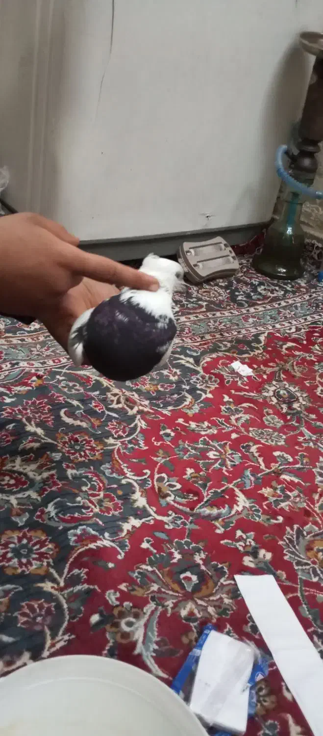 کبوتر|حیوانات|کرمانشاه, |دیوار