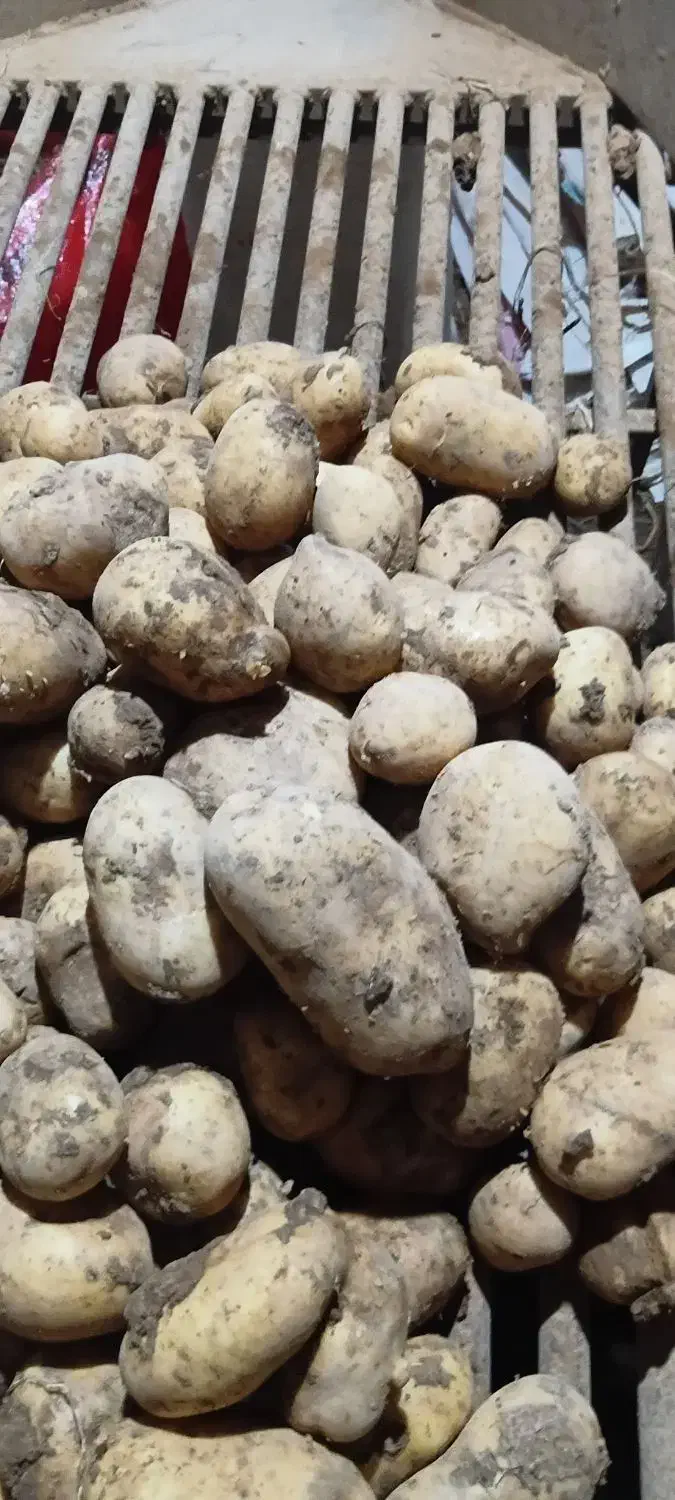 سیب زمینی|عمده‌فروشی|سجاس رود, |دیوار