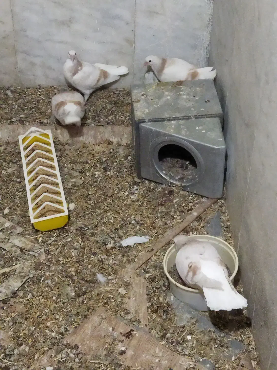 کبوتر ساده لایی|پرنده|سبزوار, پیروزی|دیوار