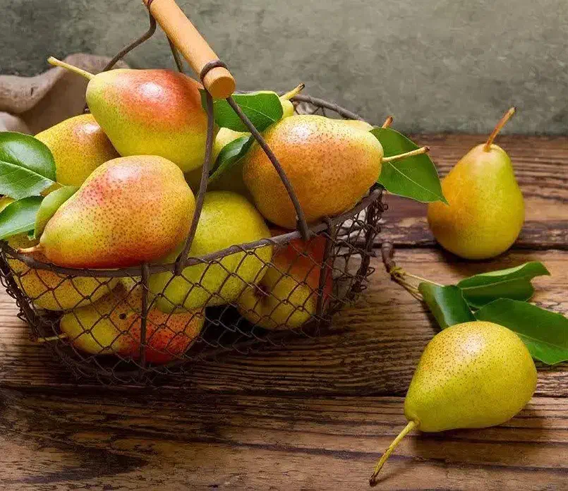 فروش نهال گلابی بارتلت|خدمات باغبانی و درختکاری|داران, |دیوار