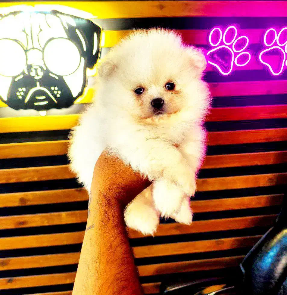 پامرانین خرسی توی پودل شیتزو مینی سگ آپارتمانی|سگ|اصفهان, خانه اصفهان|دیوار