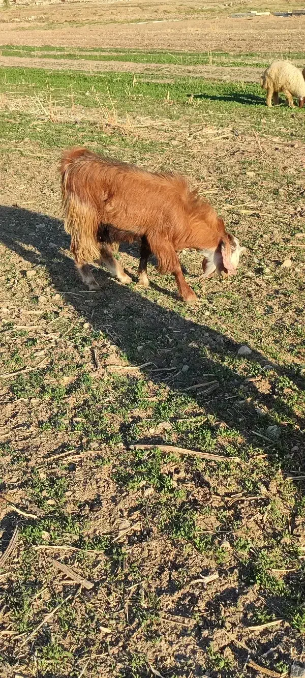 بزغاله نر|حیوانات مزرعه|سرپل ذهاب, |دیوار