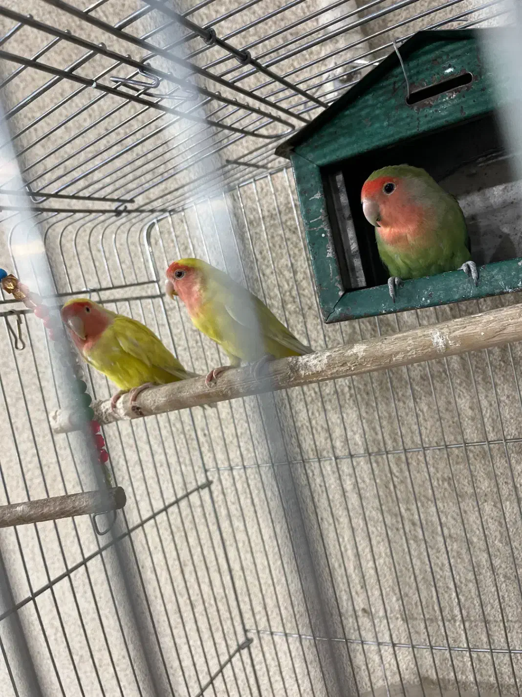 سه عدد طوطی برزیلی به همراه قفس|پرنده|کرمانشاه, |دیوار