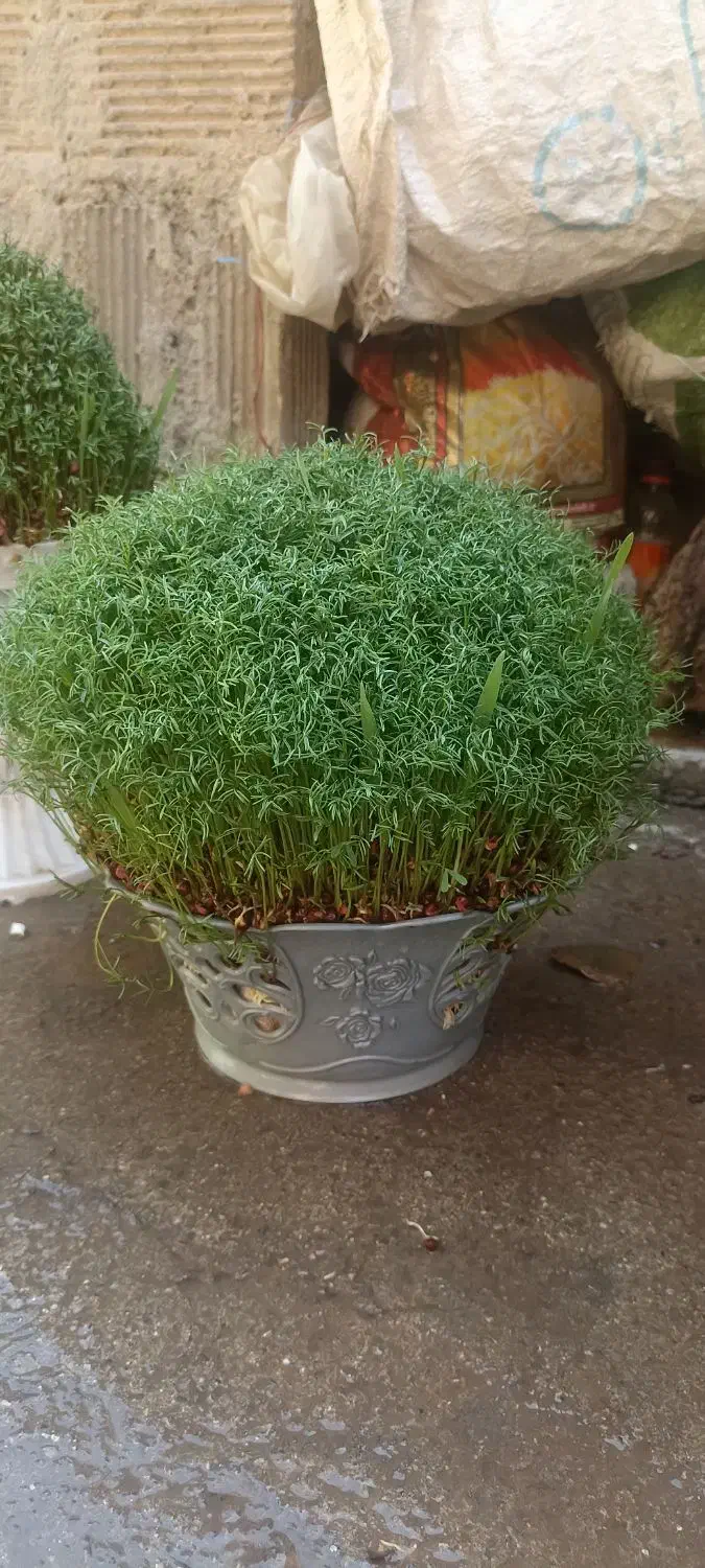 سوزیی|گل و گیاه طبیعی|کوهدشت, |دیوار