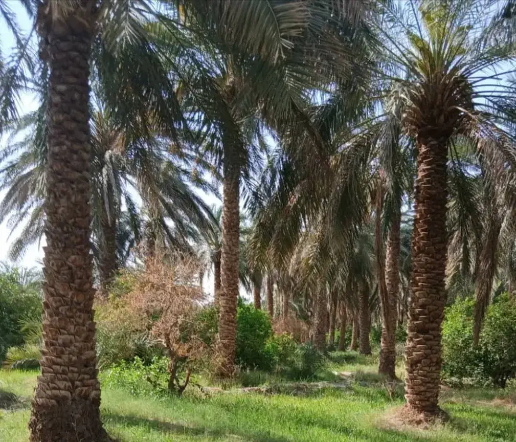 درخت گرازی خوشه بری|خدمات باغبانی و درختکاری|بم, |دیوار