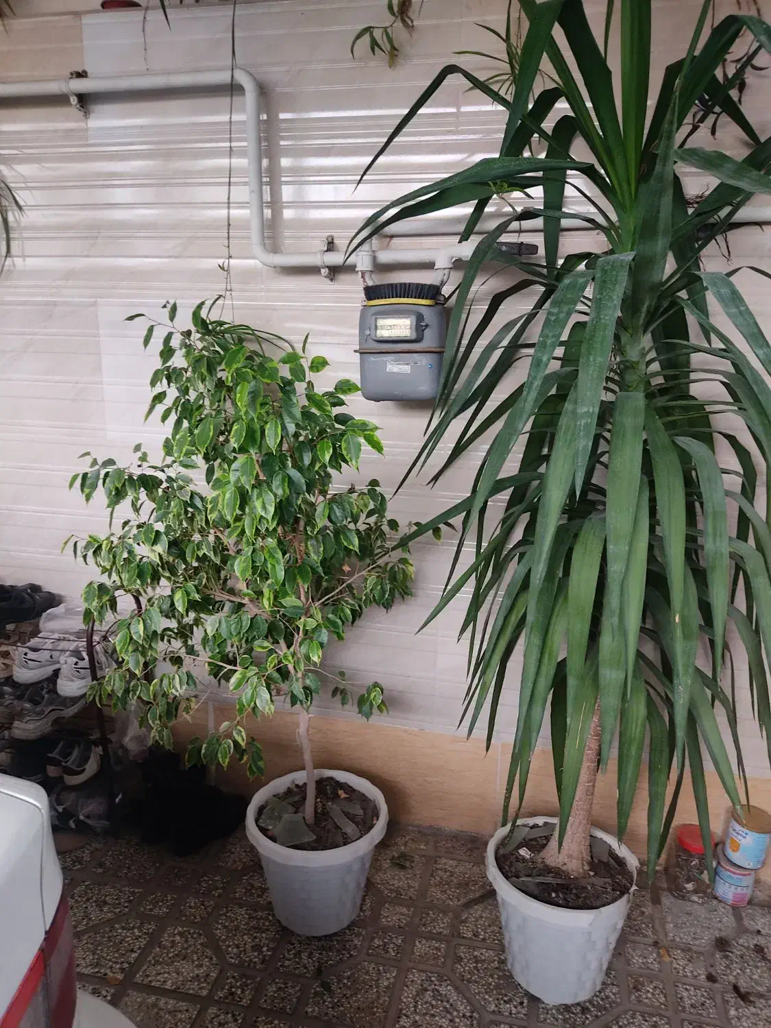 گل و گیاه|گل و گیاه طبیعی|فاضل آباد, |دیوار