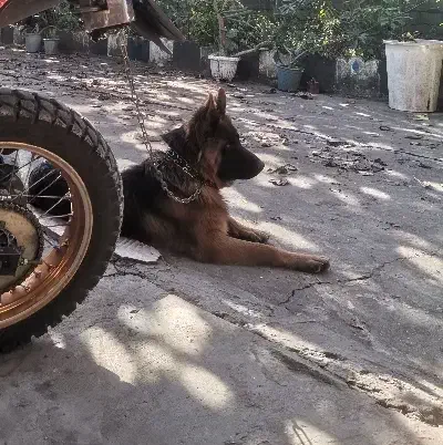 واگذاری سگ|سگ|نوشهر, |دیوار