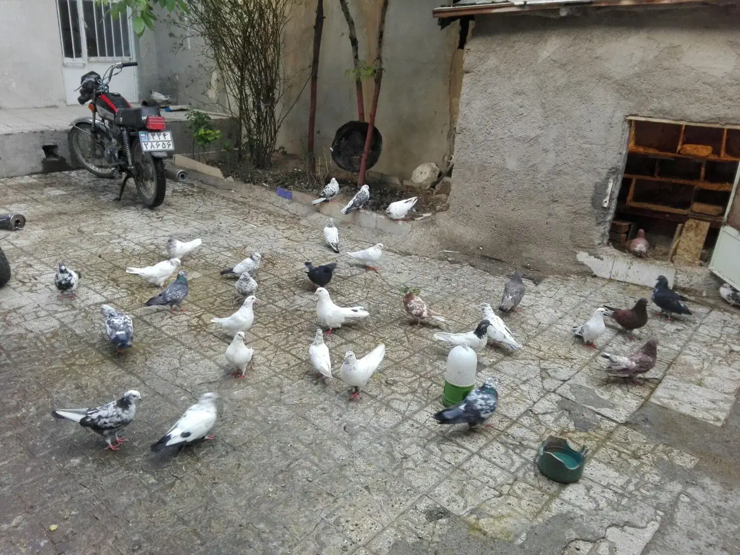 فروش یامعاوضه مقداری کبوتر|پرنده|الیگودرز, |دیوار