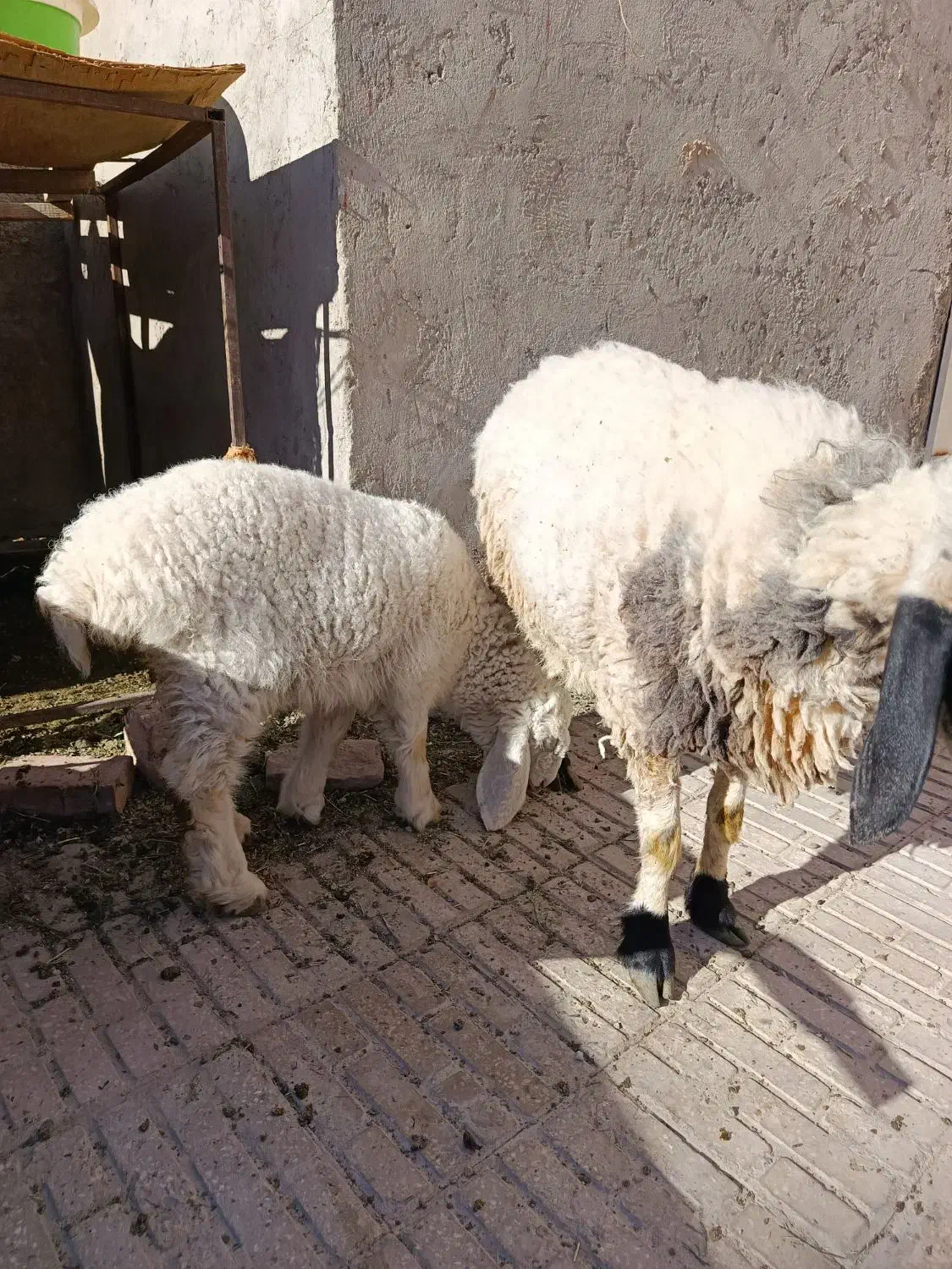 فروش بره|حیوانات مزرعه|خاش, |دیوار