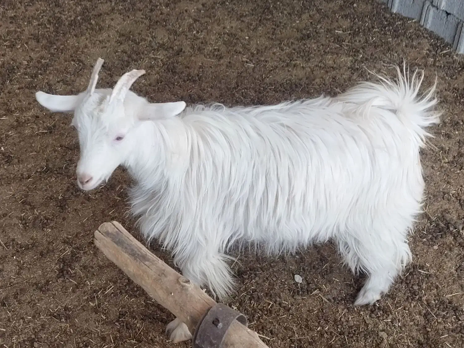 یک عدد بزغاله ماده ترکی روزگاری|حیوانات مزرعه|دهق, |دیوار