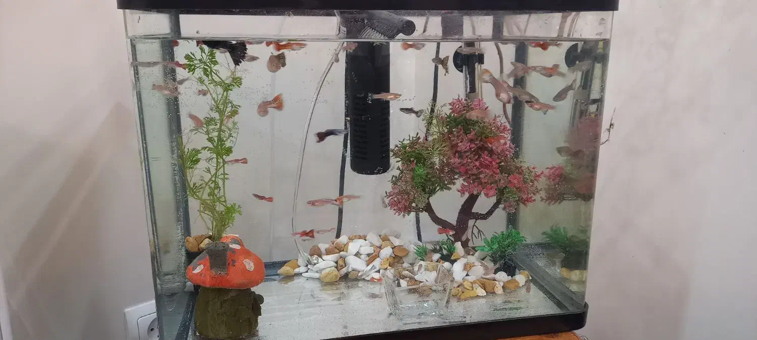 ماهی گوپی|ماهی|فولادشهر, مسکن مهر فولادشهر|دیوار