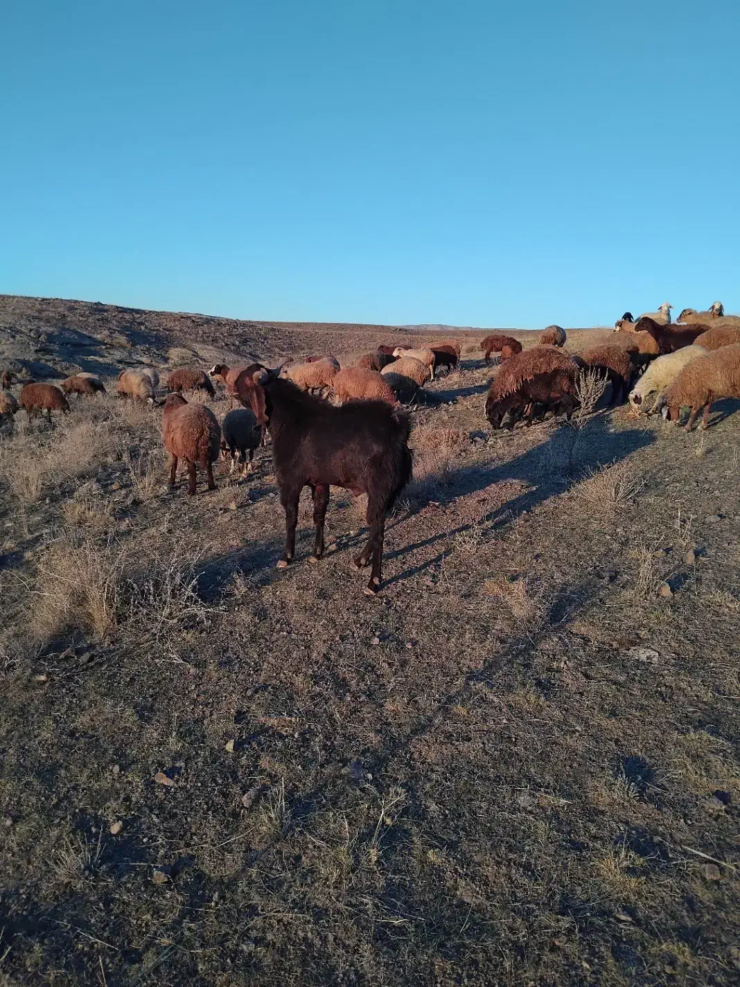بز نر چهار دندان|حیوانات مزرعه|ارشق, |دیوار