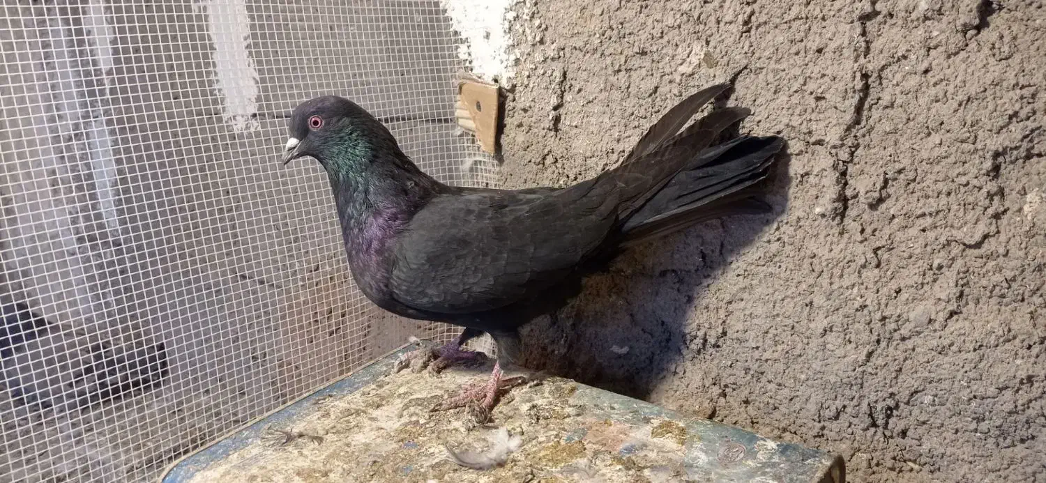 کبوترپر|پرنده|شهرکرد, |دیوار