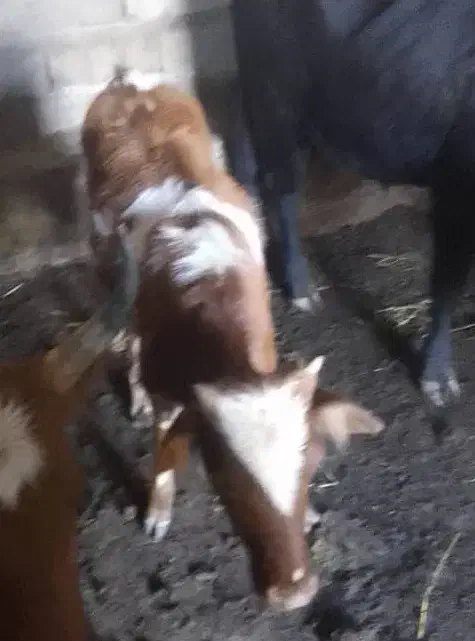 گوساله ماده|حیوانات مزرعه|صادق آباد, |دیوار