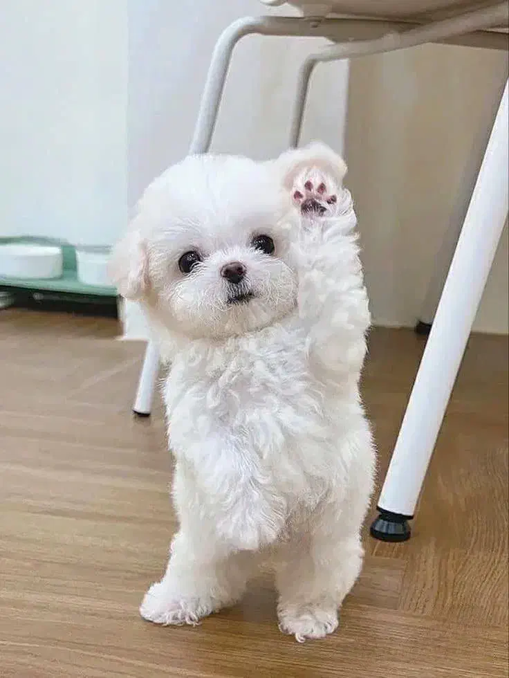 توله سگ مالتیپو|سگ|قدس, شهر‌قدس|دیوار