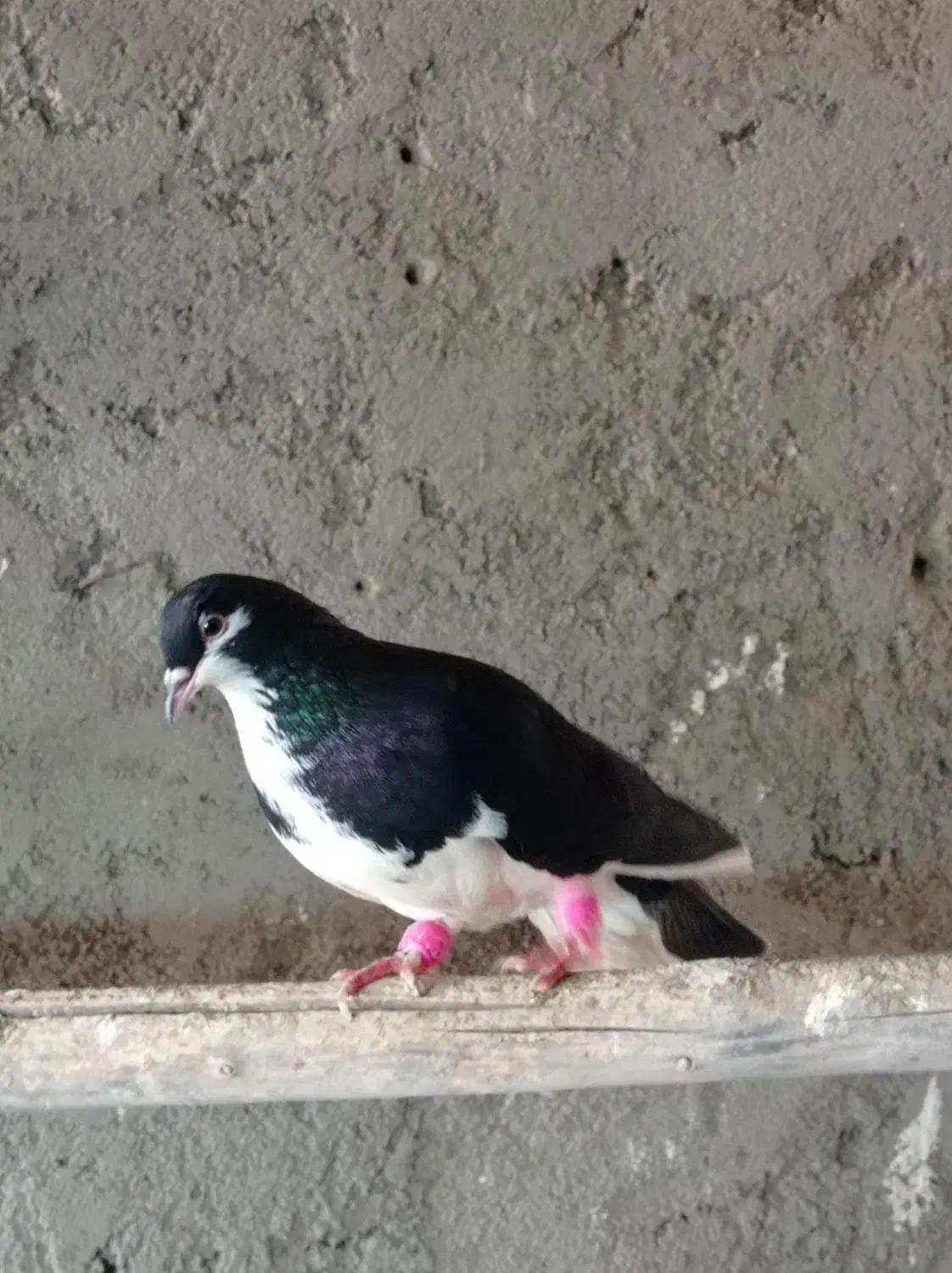 کبوتر قره پشت سینه ساده چپ شامی|پرنده|قوچان, |دیوار