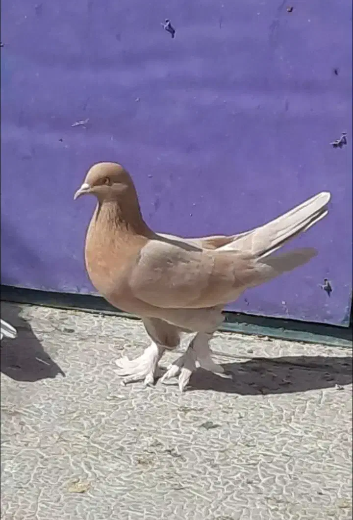 ساعت سنگین و زیبا|پرنده|پاکدشت, خاتون آباد|دیوار