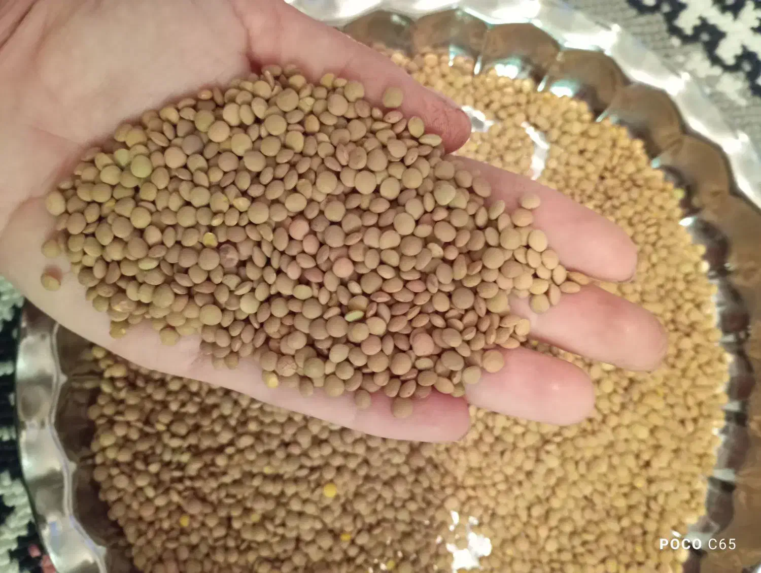 فروش عدس با کیفیت|خوردنی و آشامیدنی|چاروسا, |دیوار