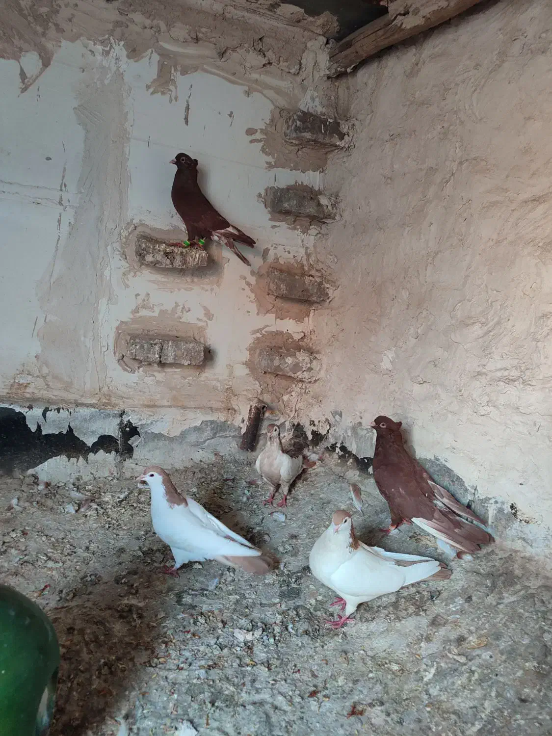 کبوتر|پرنده|بیرجند, |دیوار