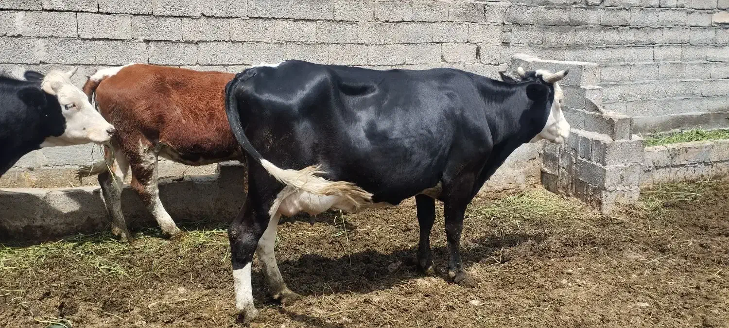 گاو|حیوانات مزرعه|مرودشت, ثبت احوال|دیوار