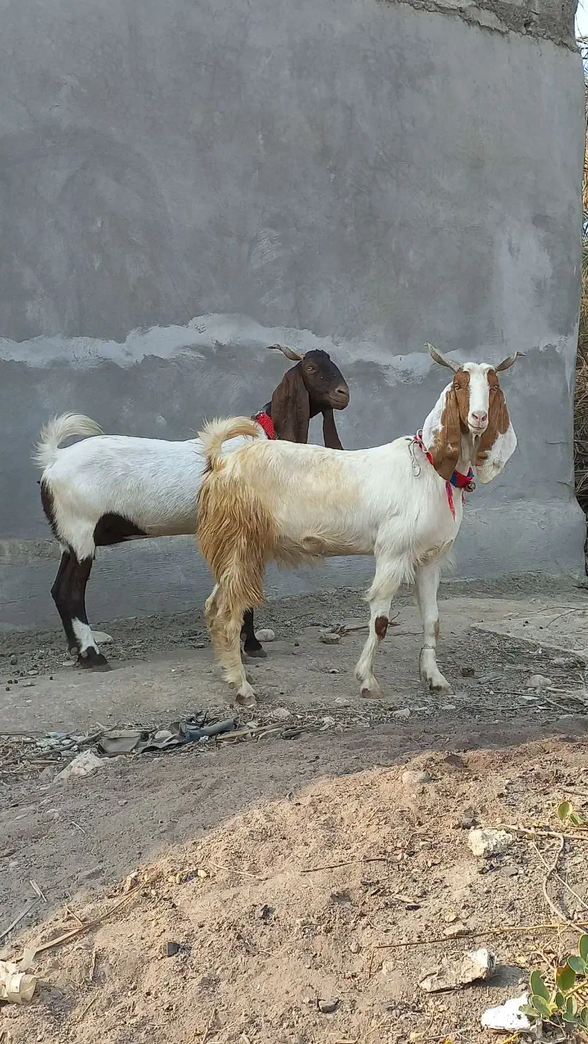 بز دورگ|حیوانات مزرعه|خورموج, |دیوار