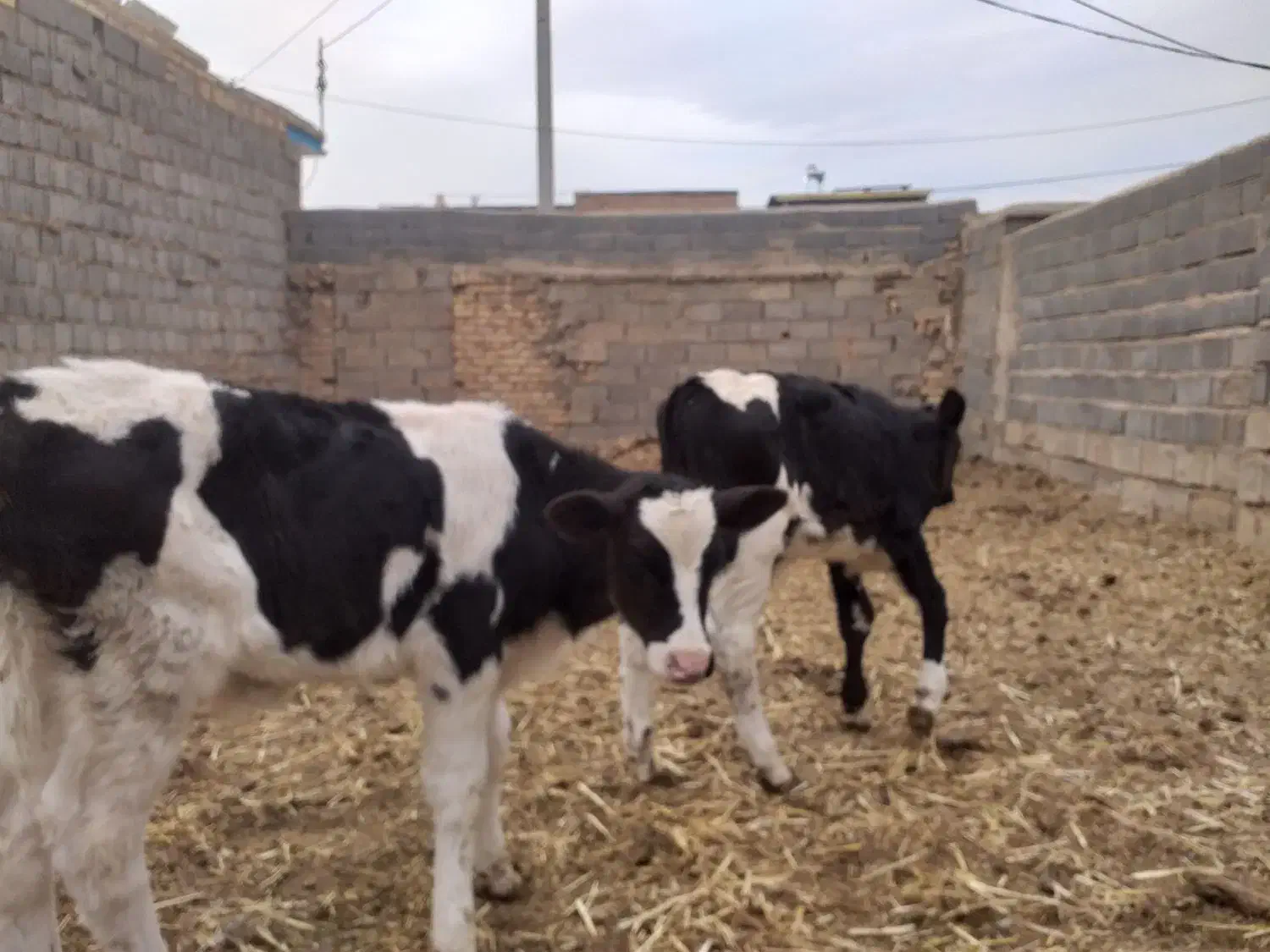 گوساله نر|حیوانات مزرعه|تربت جام, میان جام|دیوار