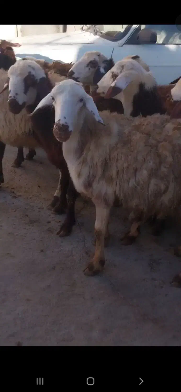 بره ماده|حیوانات مزرعه|بروجرد, |دیوار