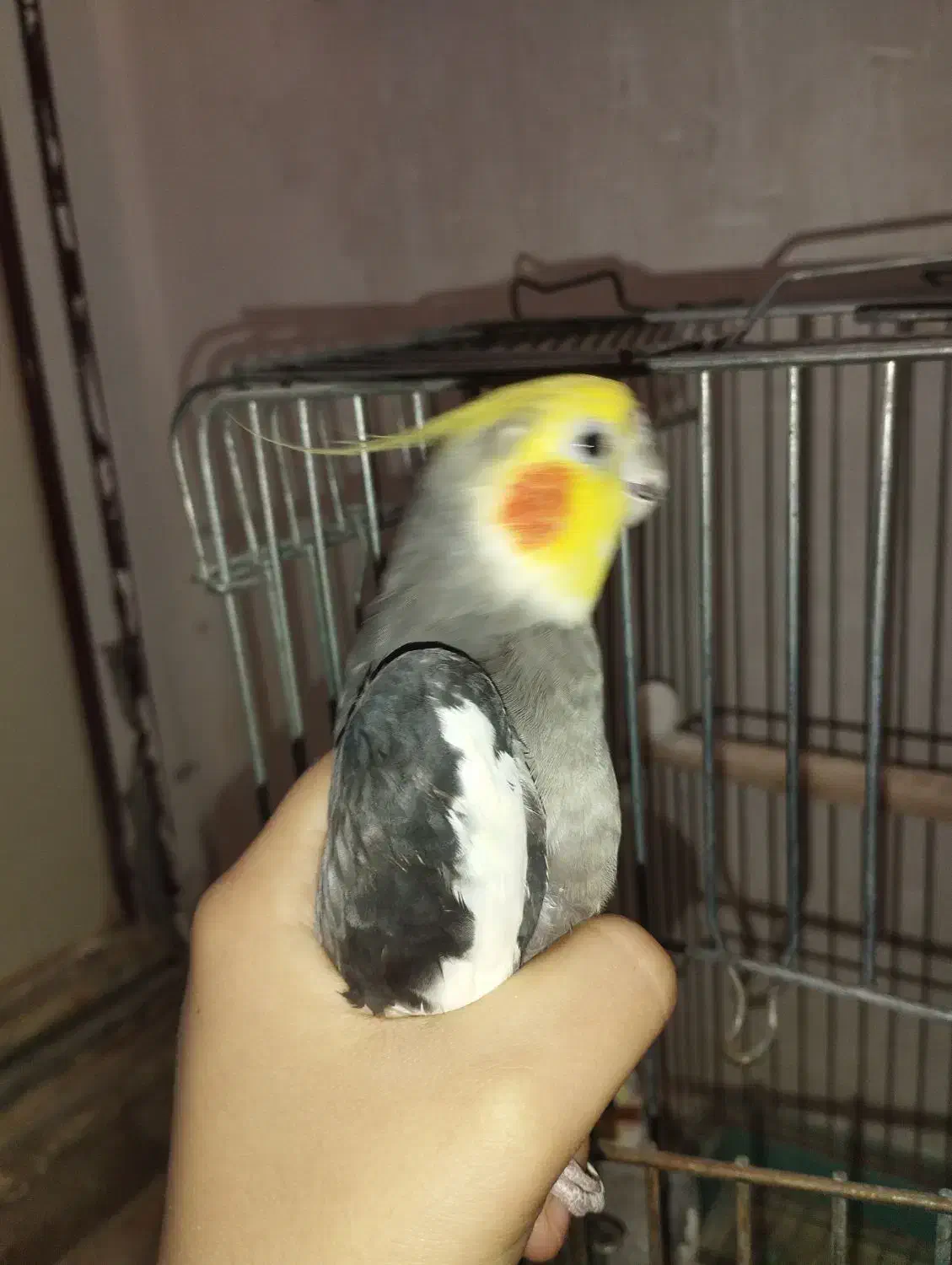 عروس هلندی|پرنده|نسیم‌شهر, |دیوار