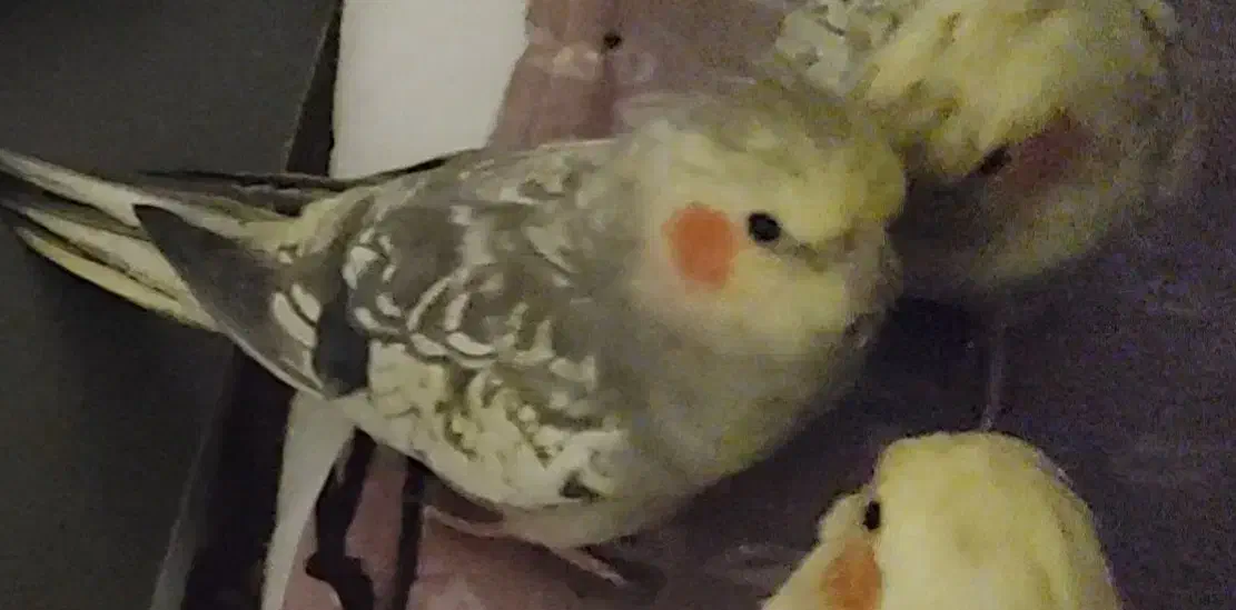 عروس هلندی گمشده کمربندی آبیدر هتل لاله تکیه و چمن|حیوانات|سنندج, |دیوار