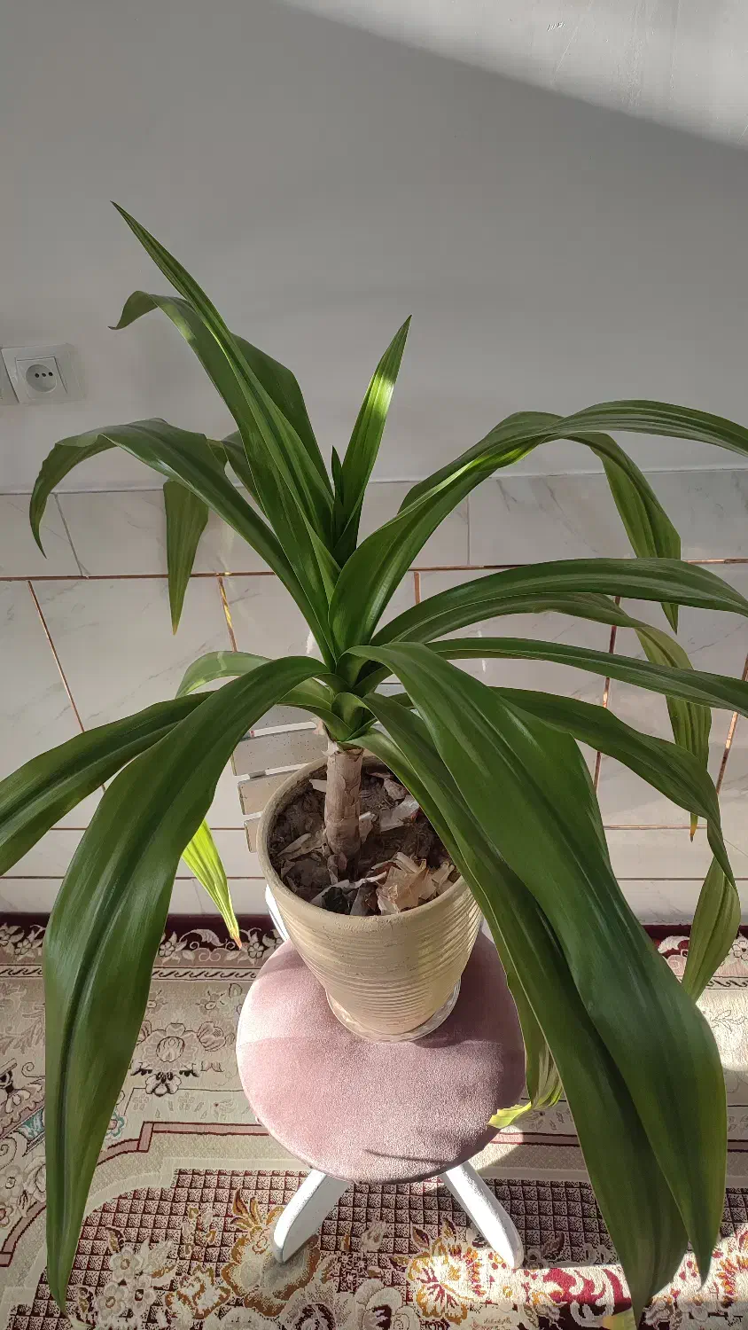 گل اشک ملکه|گل و گیاه طبیعی|خمینیشهر, |دیوار