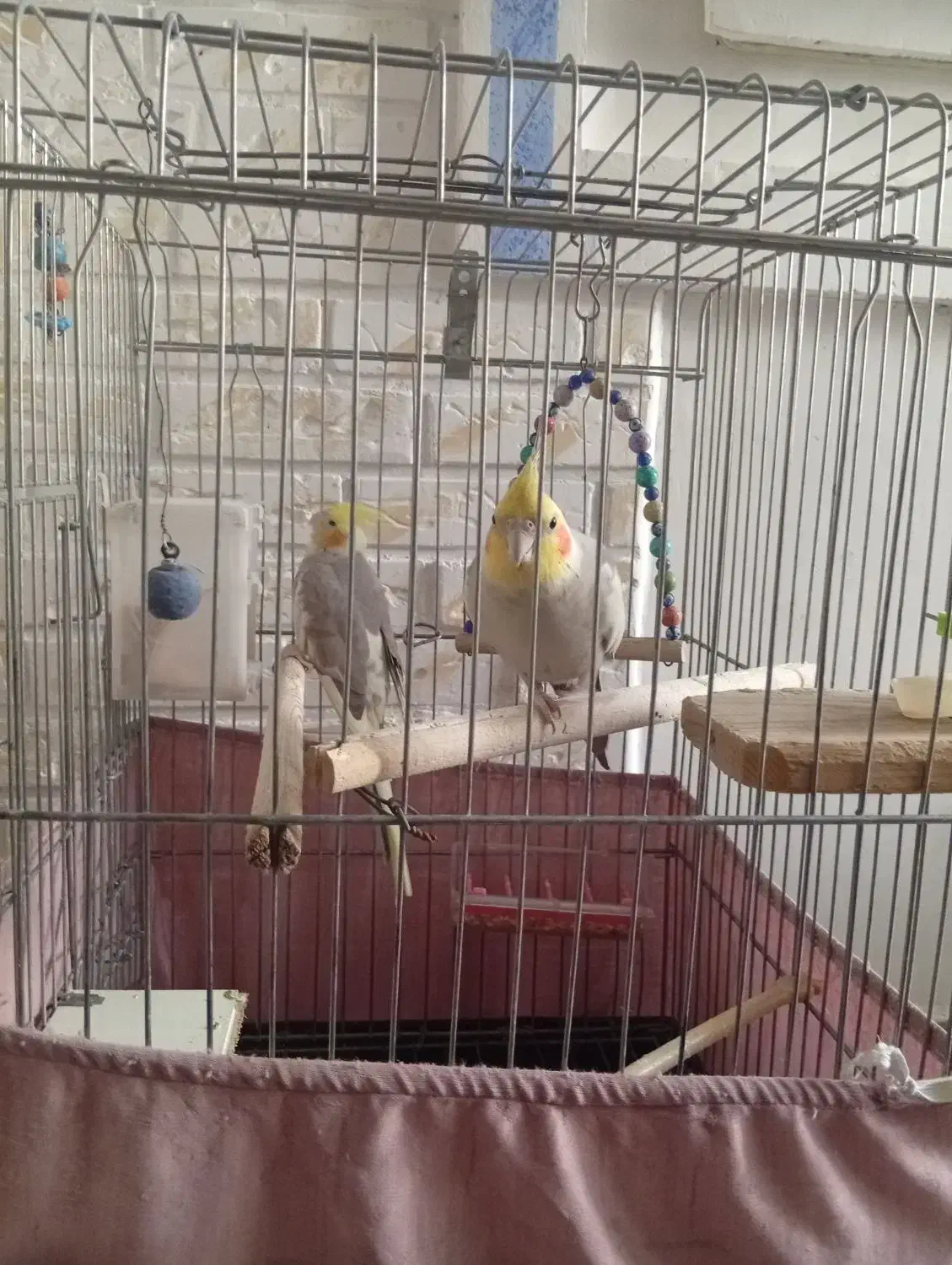 عروس هلندی|پرنده|شاهدشهر, |دیوار