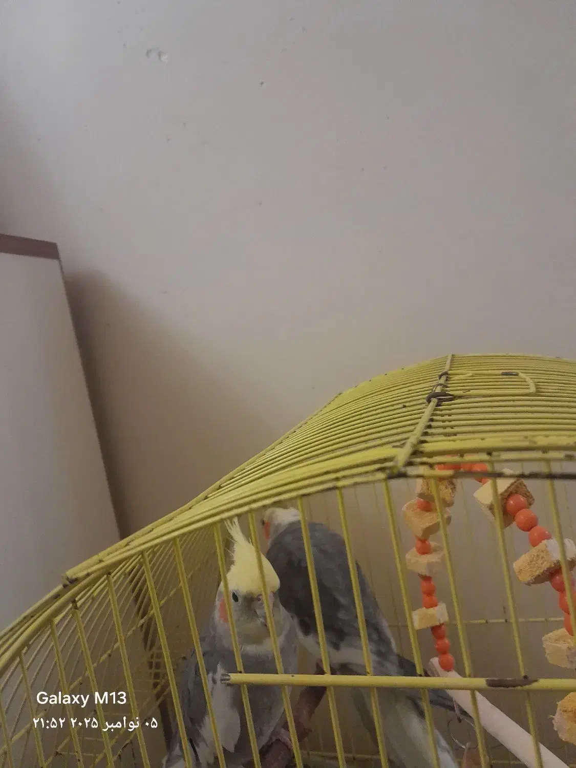 عروس هلندی|پرنده|تبریز, |دیوار