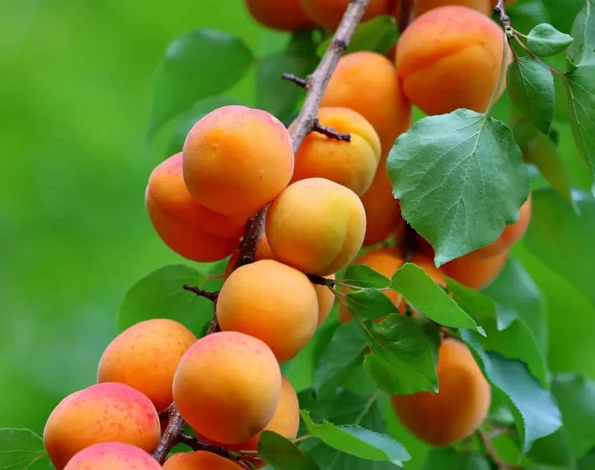 فروش نهال های با اصالت لیبل دار|خدمات باغبانی و درختکاری|اسدآباد, |دیوار