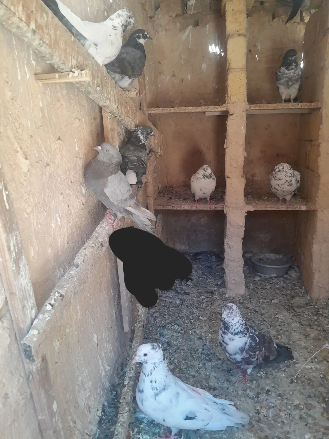 کبوتر|پرنده|معصومیه, |دیوار