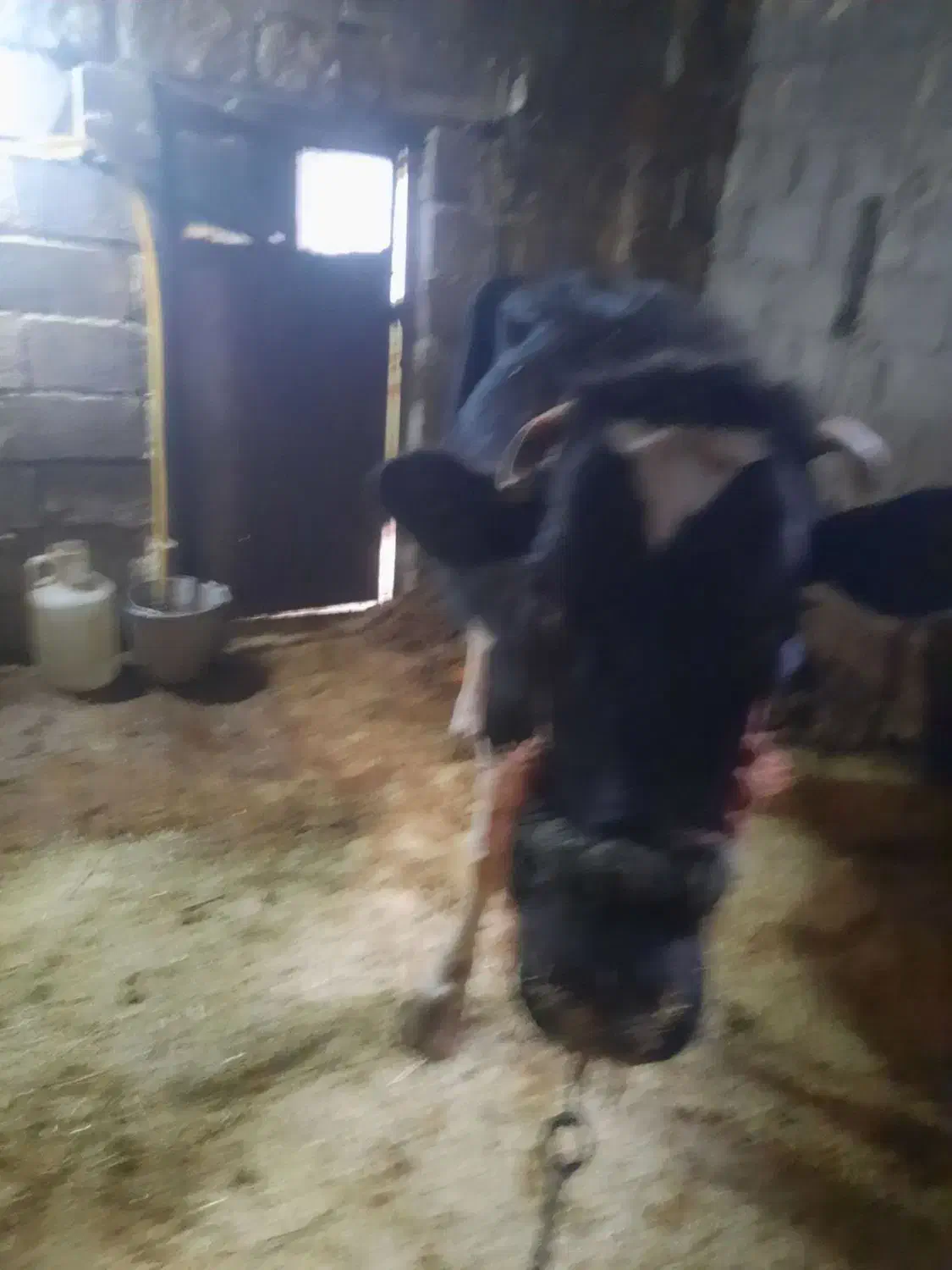 گاو شیری آبستن|حیوانات مزرعه|دهگلان, |دیوار