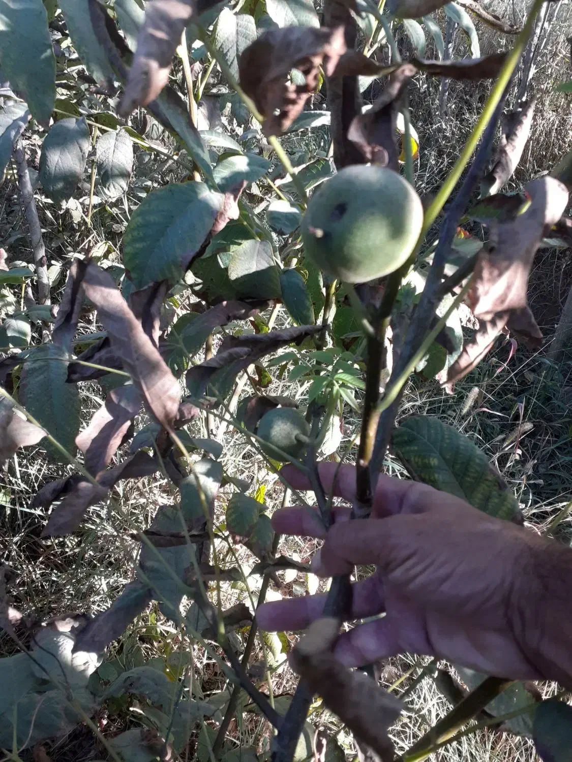 پیش فروش پاییزه نهال در نهالستان رویش نهال آغاز شد|خدمات باغبانی و درختکاری|کرمانشاه, |دیوار