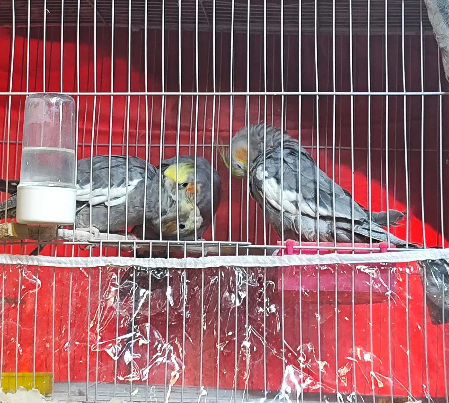 عروس هلندی پرورش خانگی|پرنده|مشهد, ادیب نیشابوری (شهرک غرب)|دیوار