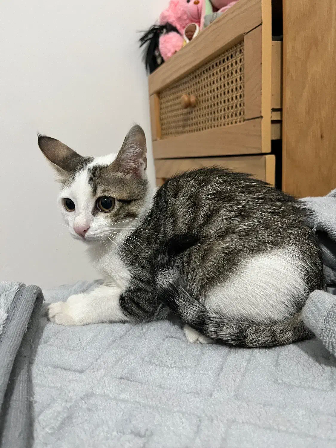 گربه فوق العاده باهوش و بانمک|گربه|قم, پردیسان|دیوار