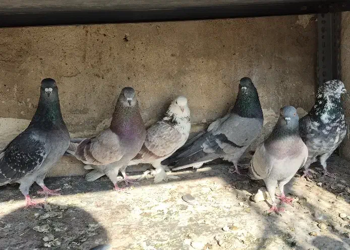 کفتر|پرنده|هشتگرد, مدرس|دیوار