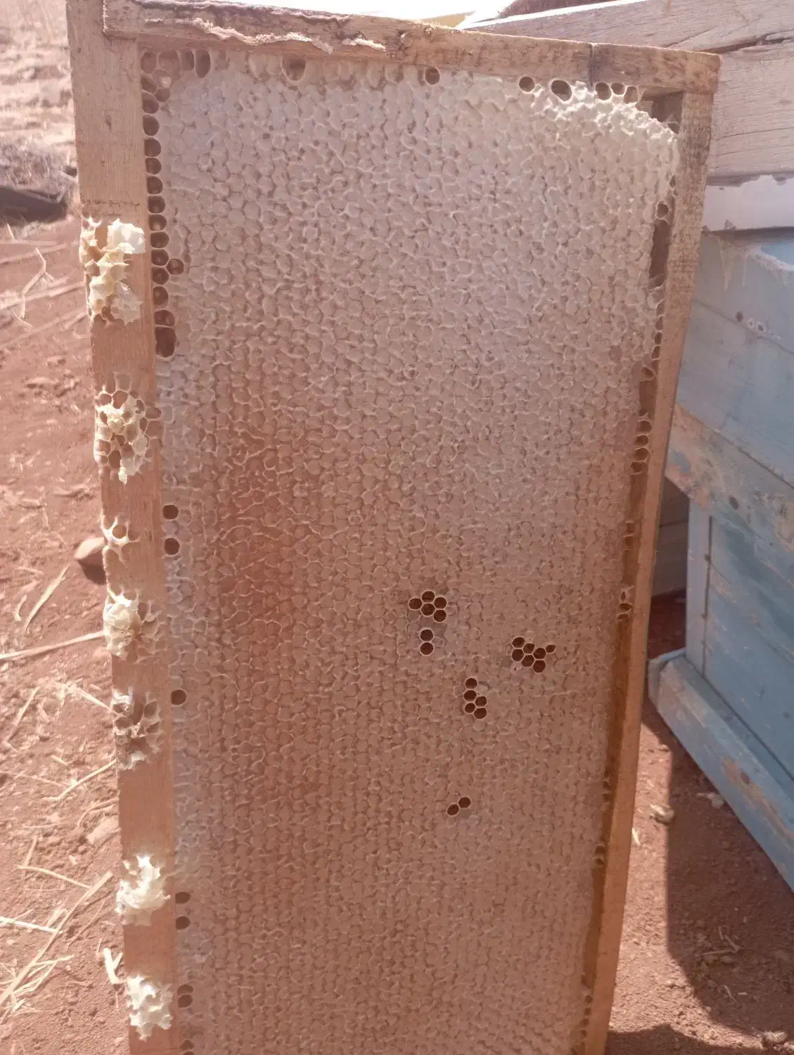 فروش عسل گون گز|عمدهفروشی|کوهرنگ, |دیوار