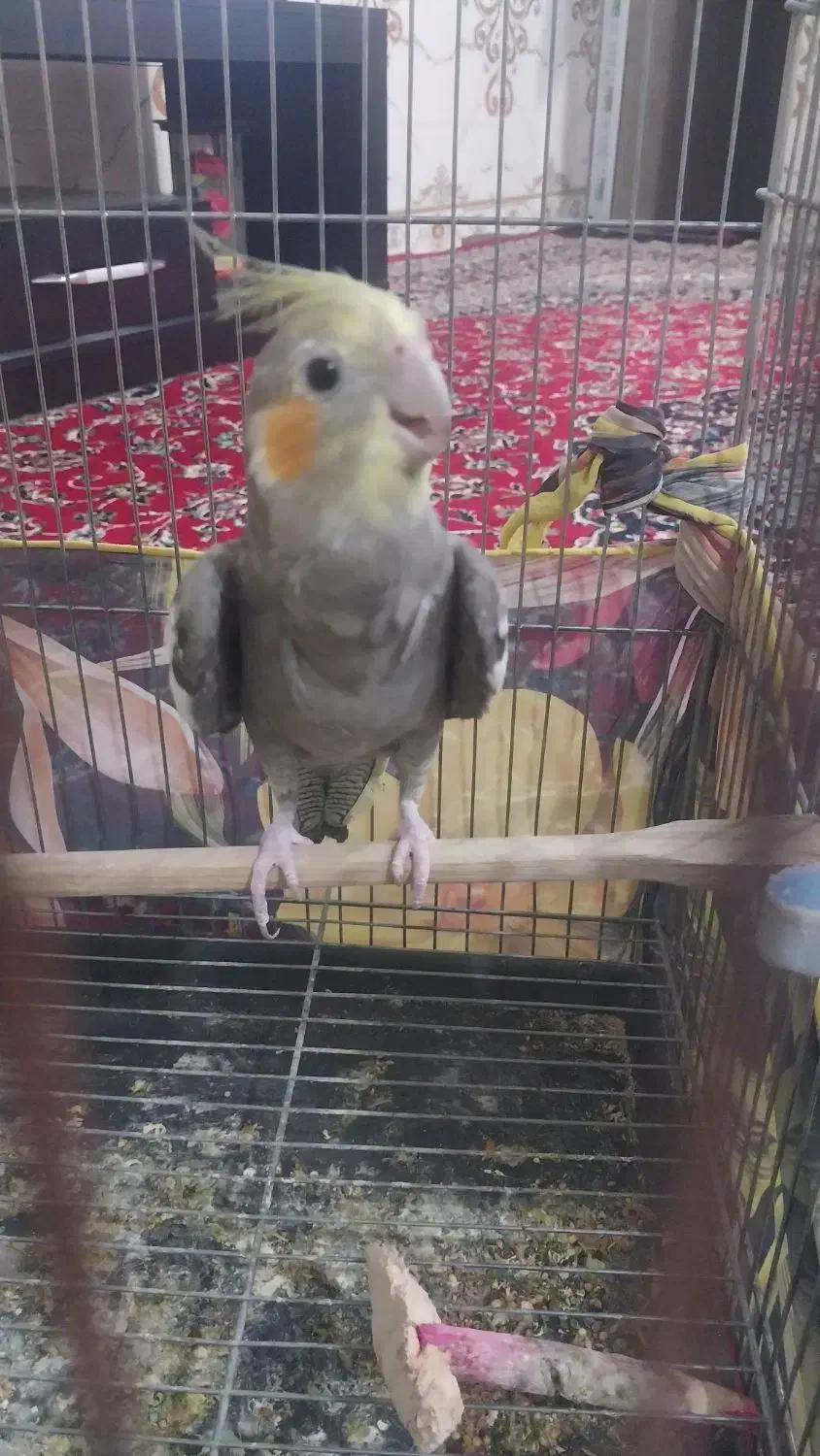 عروس هلندی نر|پرنده|هامون, |دیوار