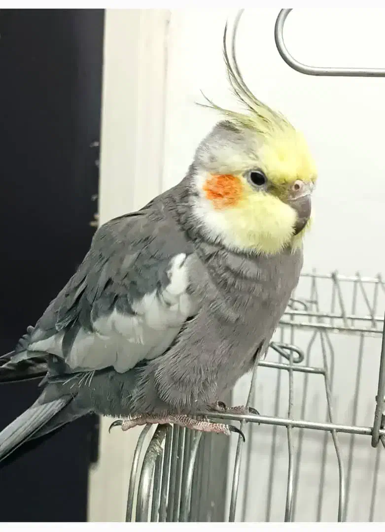 یک عدد عروس هلندی گم شده است|حیوانات|قزوین, |دیوار