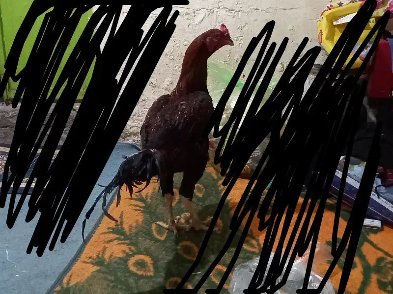 خروس دشتیاری اصل افغان|حیوانات مزرعه|بم, |دیوار