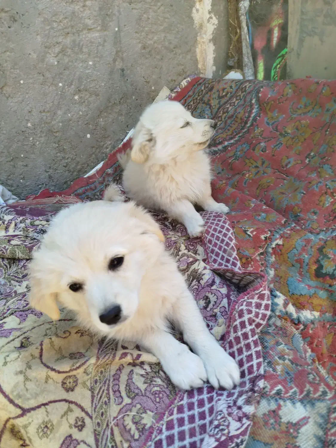 واگذاری سگ|سگ|بم, |دیوار