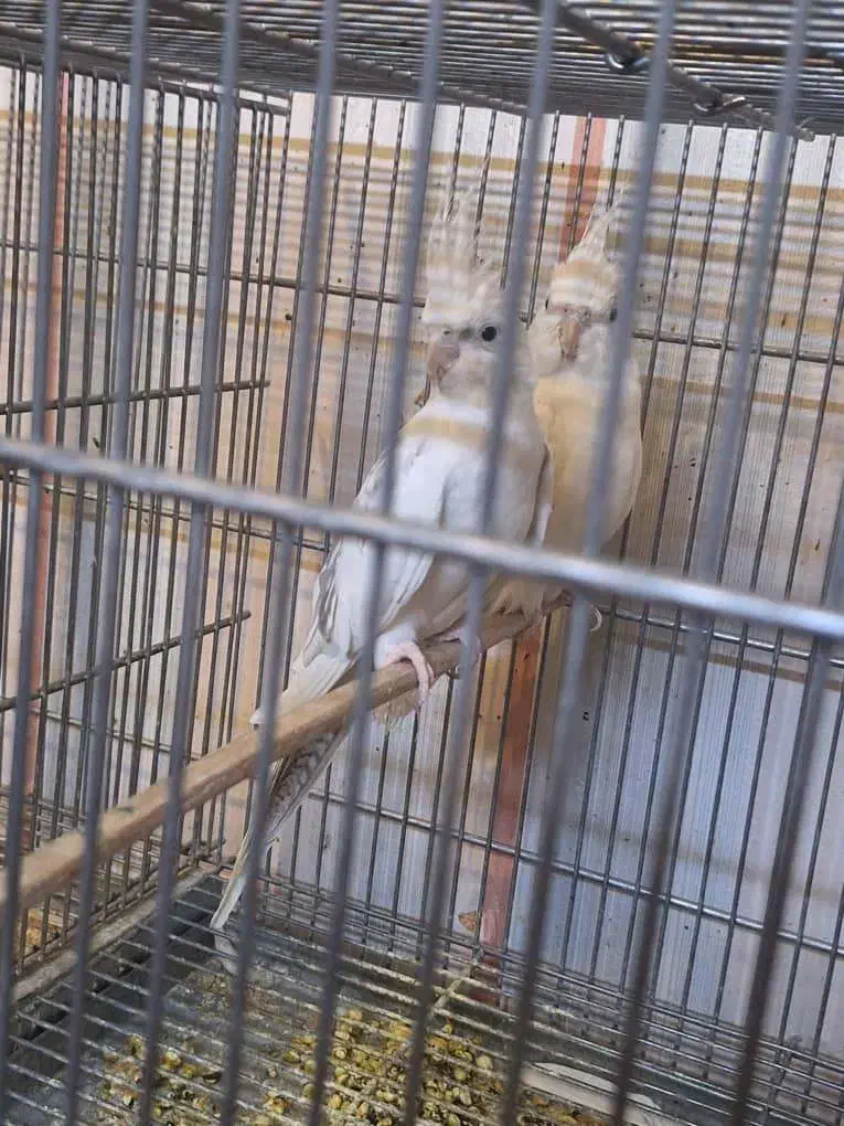 عروس هلندی|پرنده|قم, سالاریه|دیوار