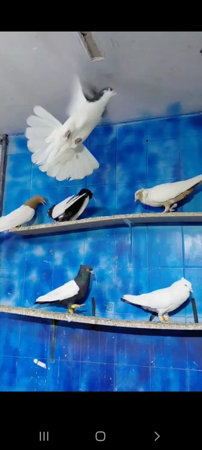 دسته رنگی درجه یک|پرنده|دزفول, |دیوار